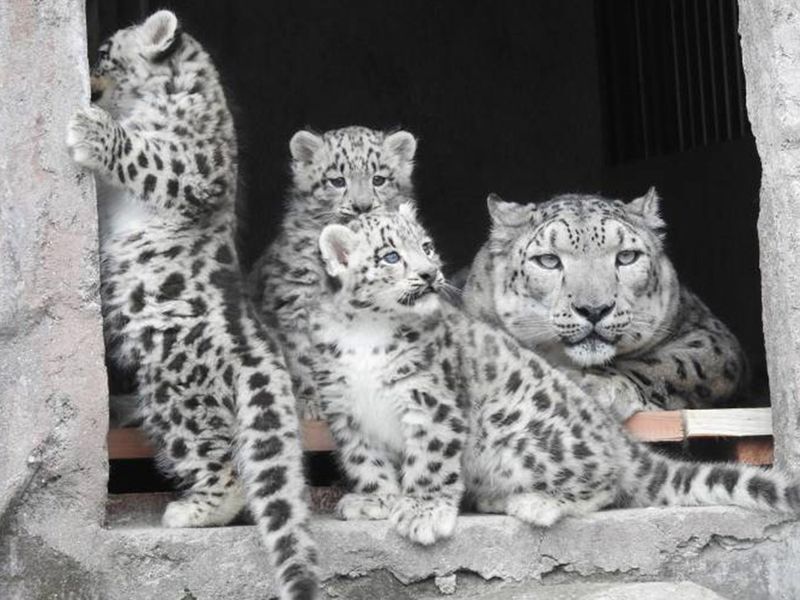 Snow leopards - Darjeeling Zoo