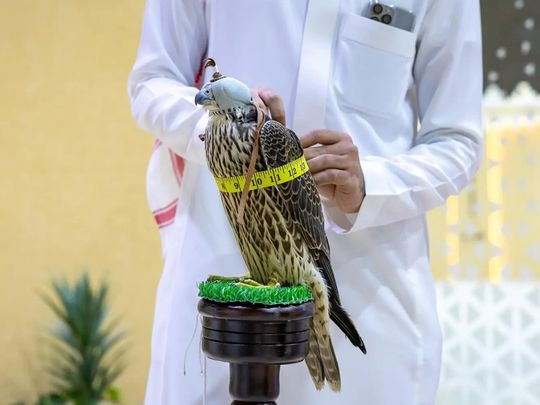 Saudi Arabia: Falcon auction nets SR6m in sales