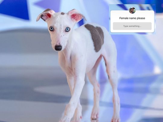 The Dubai Crown Prince took to his Instagram Stories to share a photo of the white-and-grey pup.