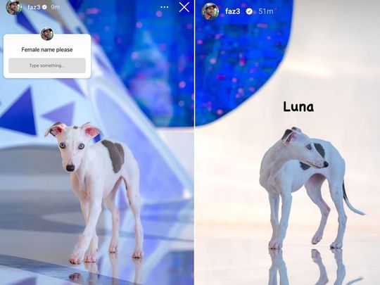 Sheikh Hamdan picked the name 'Luna', for the pup. The name has a Latin origin and means ‘the moon’.