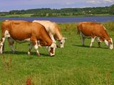 Denmark cows