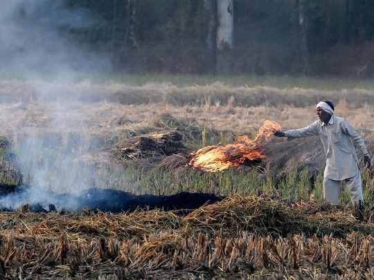 A farmer burns straw stubble after a harvest in a paddy field