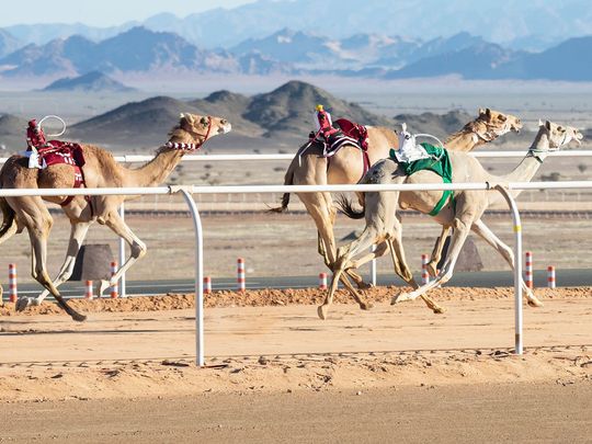 SAUDI CAMEL RACE