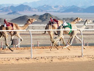 SAUDI CAMEL RACE