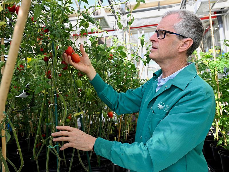 A professor at the King Abdullah University of Science and Technology (KAUST)