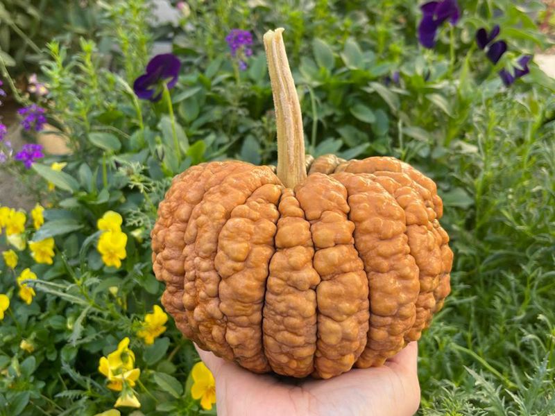 Maha Alneaimi, a Dubai-based gardening expert, with a pumpkin. As the gardeners advise: Choosing the right planting style is key to making the most of your garden. It depends on the space and resources you have, with each method offering its own benefits to suit your needs.