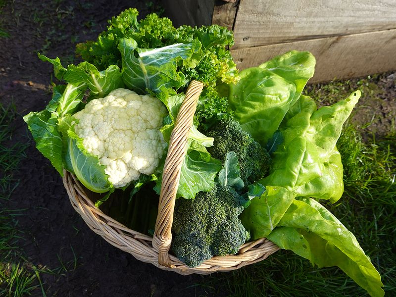 Spinach, kale, lettuce, and arugula, are fast-growing and perfect for salads or sautéed dishes.