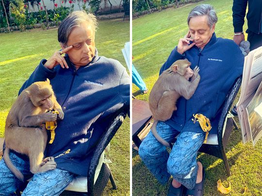 Indian politician Shashi Tharoor shares heartwarming encounter with a monkey