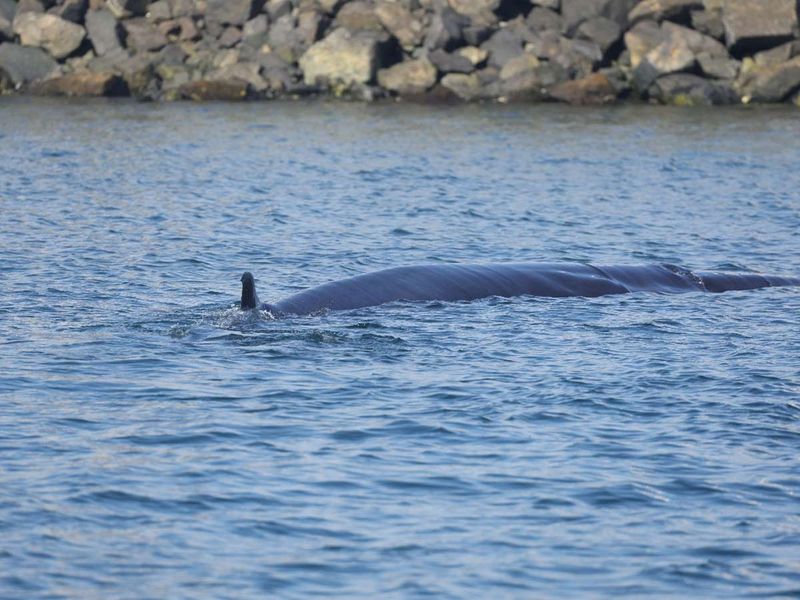 Bryde's whale 