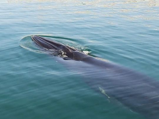 Bryde's whale in Fujairah