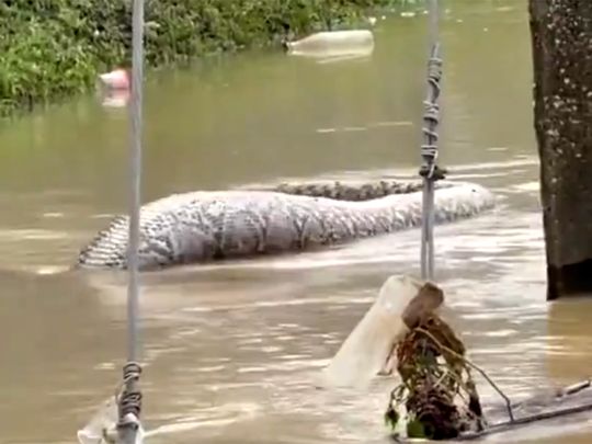 Giant python caught on camera floating in Thai floodwaters