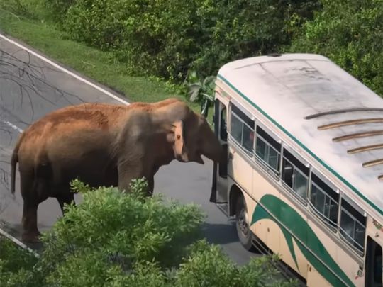 Sri Lanka’s ‘tax collector’ wild elephant Raja charms travellers