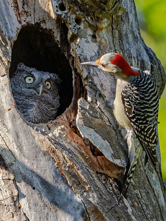 Comedy Wildlife