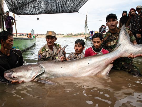 Six rare giant catfish surface in Cambodia | Asia – Gulf News