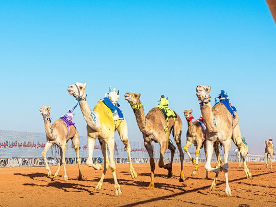 saudi camel competition