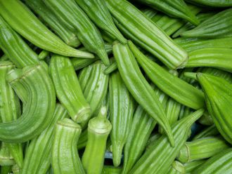 okra Abelmoschus esculentus L.