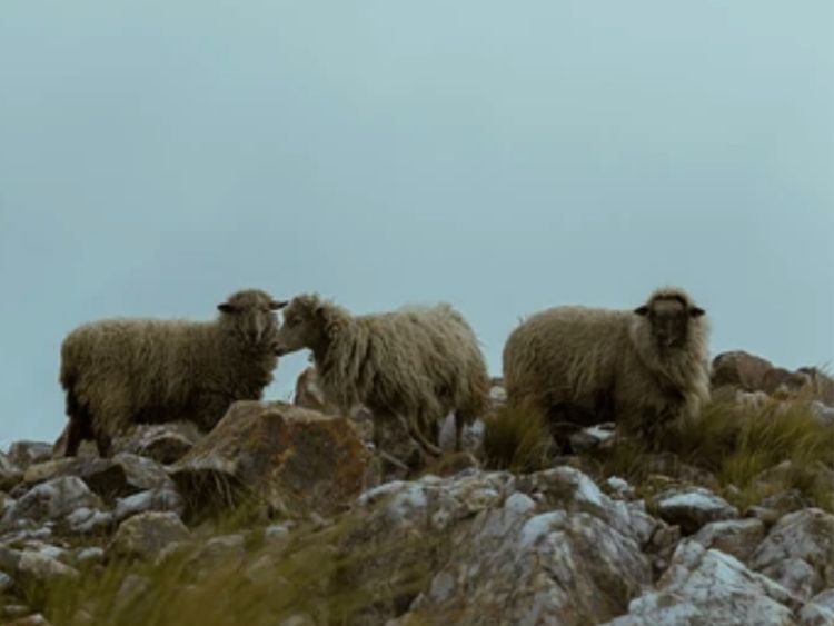 Exploring Grimsey island in Iceland