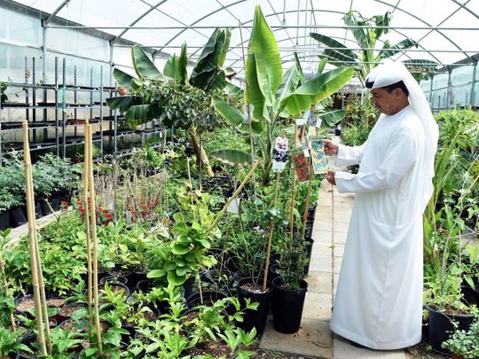 Fujairah's Cacao Farm145-1734626779467