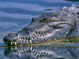 Woman killed in crocodile attack while washing feet in Indonesia