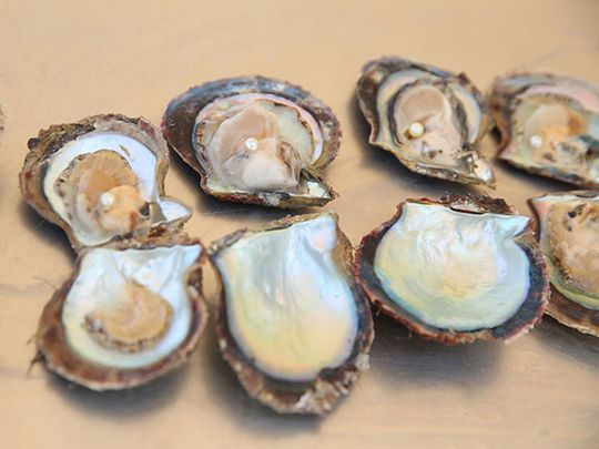 oysters-supplied-pic-1734855655764