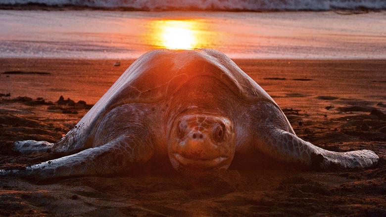 blue planet wild tours