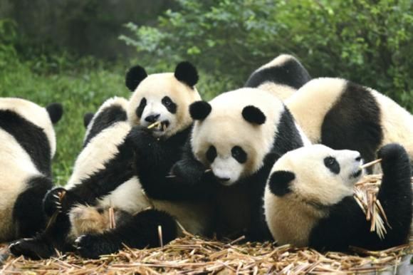 China’s bear necessities | Travel – Gulf News