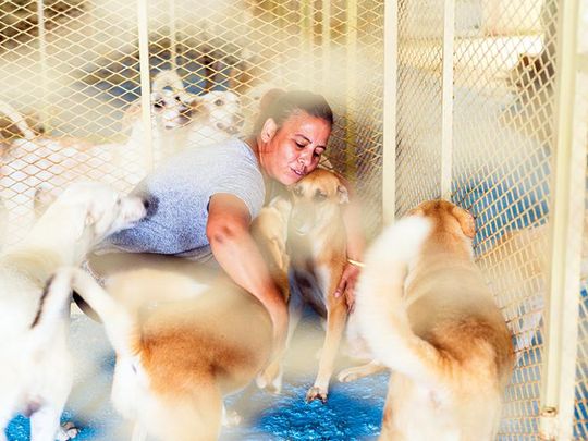 The teacher's pets: the story of Fujairah's tireless animal welfare hero |  Friday-art-people – Gulf News